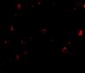 TDP43 Antibody